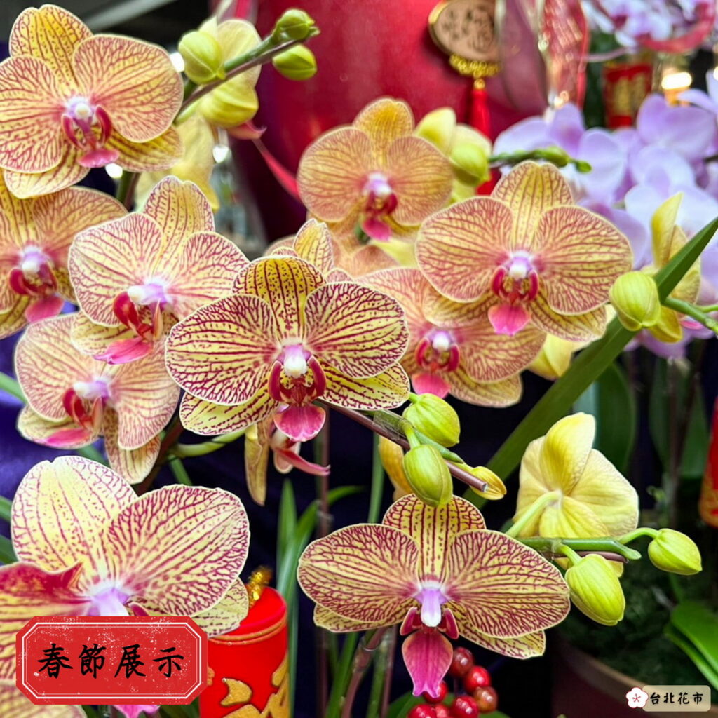 春節展示