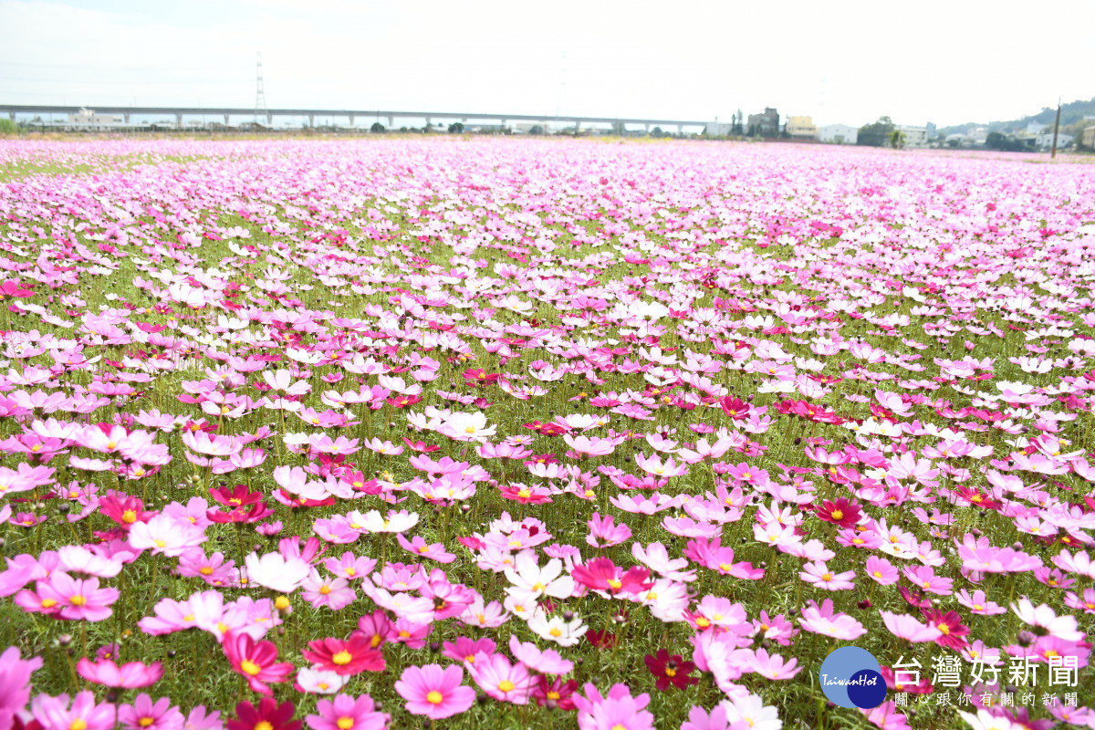 位在彰化市田中路96巷旁農田占地15公頃的花海美極了。圖／彰化市公所提供