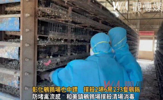 影/禽流感爆不停!彰化鵪鶉場也中鏢 撲殺2場6萬233隻鵪鶉