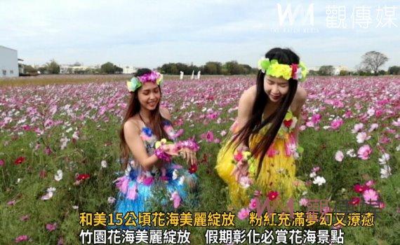 影／和美15公頃波斯菊花海美麗綻放　一片粉紅充滿夢幻又療癒