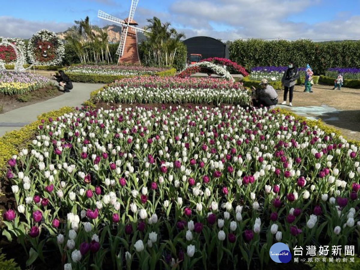台中市后里區中社觀光花市一年一度「鬱金香花季」展開，五顏六色的鬱金香迎風搖曳吸引遊客熱烈拍照。（記者陳榮昌攝）