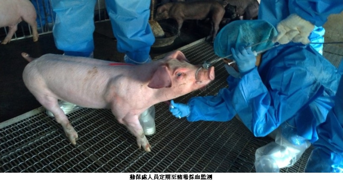 防範非洲豬瘟入侵 高市於年節前強化3道防疫措施