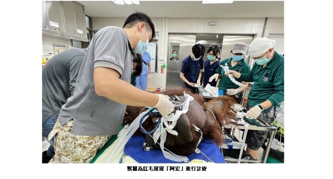壽山動物園獸醫仁心仁術 一起守護園區動物健康 農曆春節門票1/11開賣 園方也分享動物明星生活起居