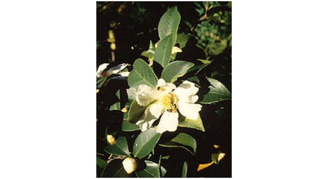 中國油茶種植面積2025年將逾9000萬畝