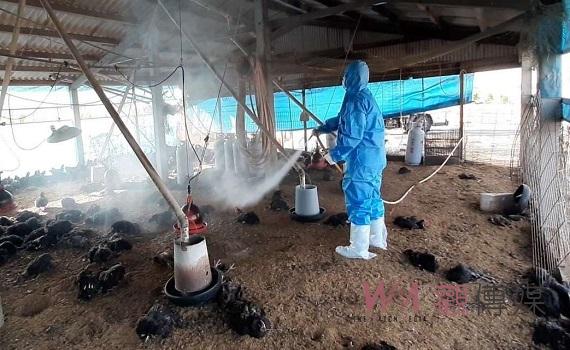 再爆H5N1高病原性禽流感疫情 元長、臺西1萬6千隻雞撲殺銷毀