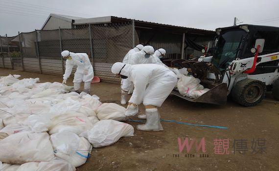 台南佳里區鵝場鵝隻染禽流感 撲殺銷燬1088隻鵝