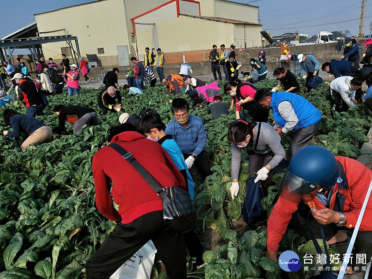 台電千人拔蘿蔔活動 刺激農村經濟相挺蘿蔔農邁入第二十四年