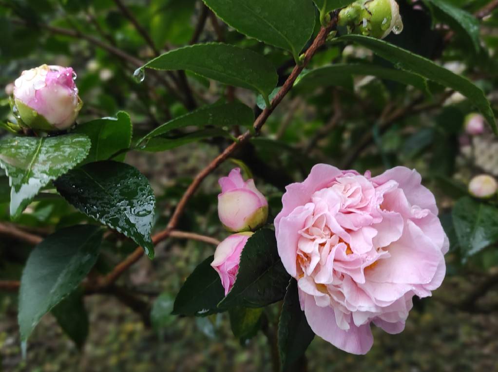 台北茶花展 細膩筆觸看花開