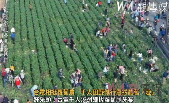 影/台電相挺蘿蔔農 千人田野健行暨拔蘿蔔「趣」