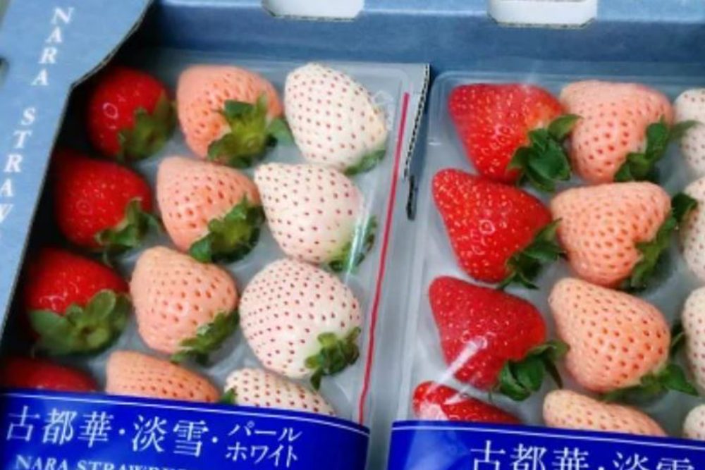年節不怕嘴饞發福!樂天市場推低卡零嘴、無添加禮盒 再祭五重優惠省荷包 82 【商品圖片 07】緁迪水果 日本古都華三色草莓