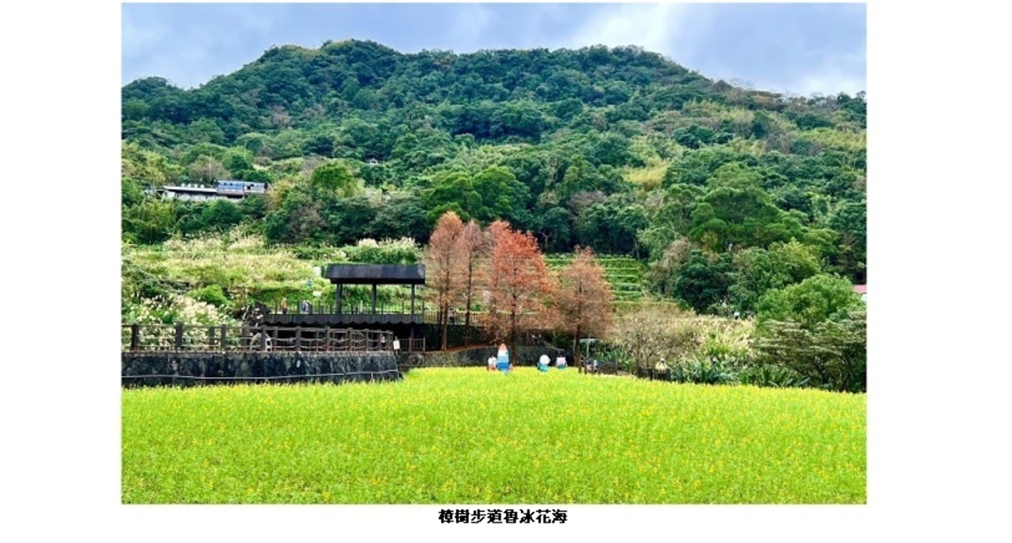 2023 樟樹步道「風鈴花海」迎新春
