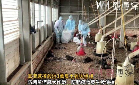 影/禽流感讓蛋荒加遽 土雞與蛋雞流感撲殺近3萬隻土雞與蛋雞