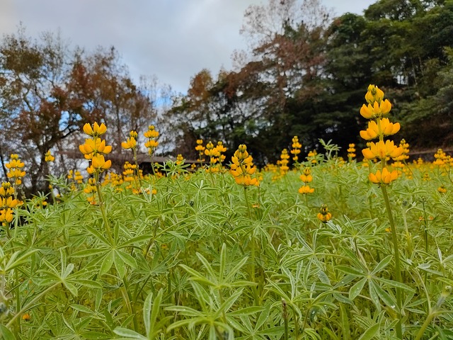樟樹步道魯冰花海 (1).jpg