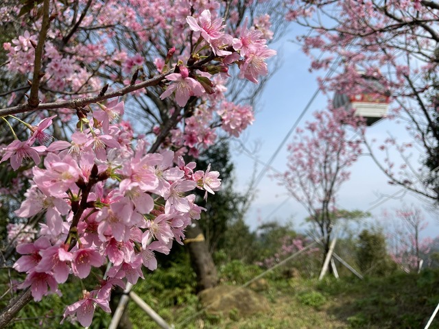 貓空十大景點之一櫻花仙境 (1).jpg