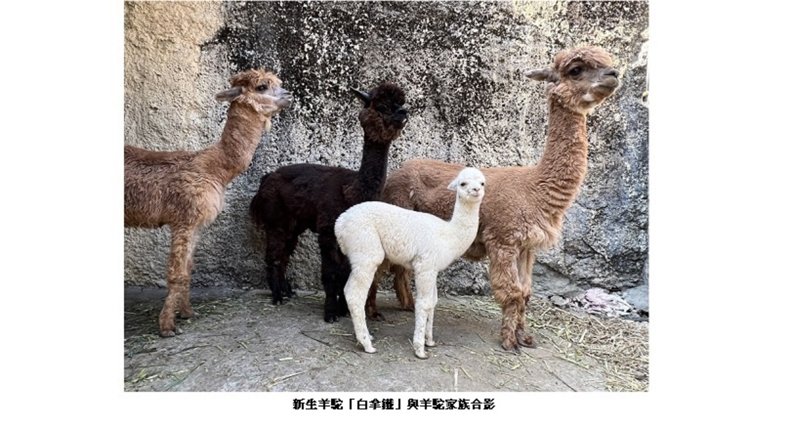 壽山動物園喜迎新成員 31隻動物寶寶陪你過新年