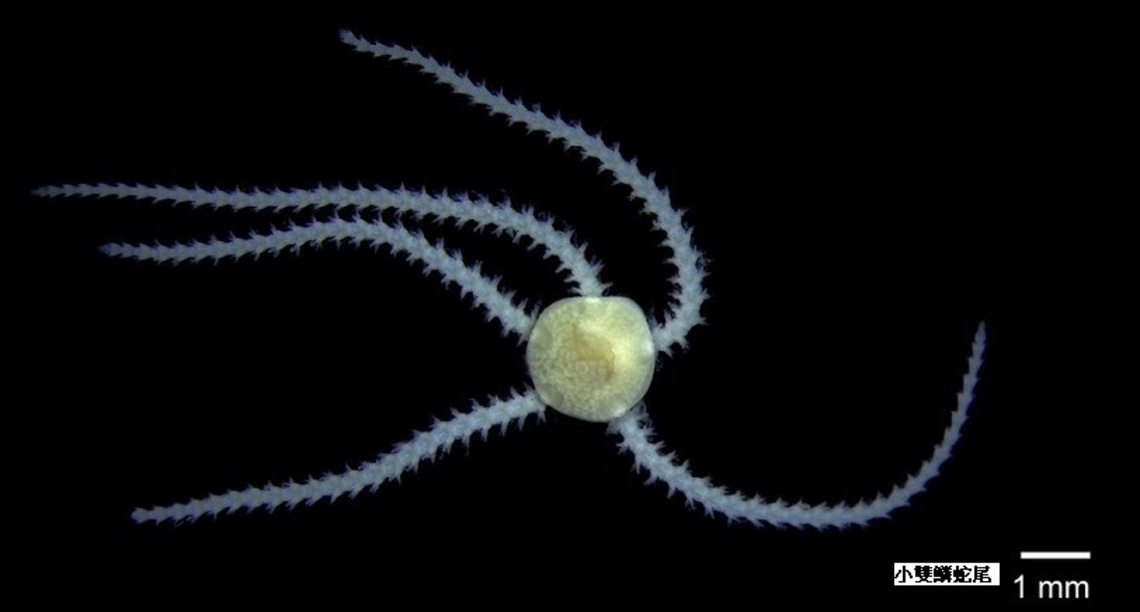海保署首次調查蘭嶼海洋底棲生物多樣性    發現多達 32種蘭嶼新紀錄種