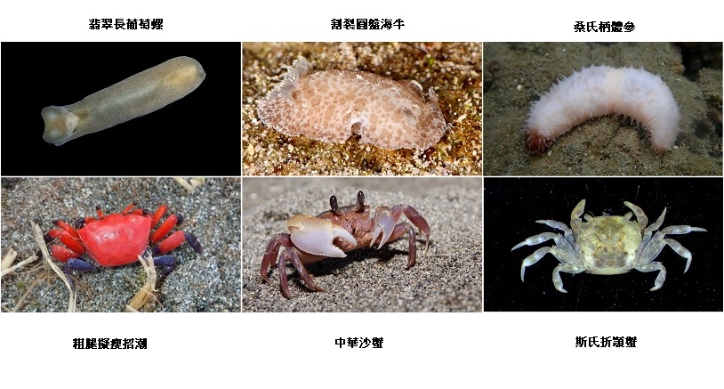 可能是甲殼類動物和文字的圖像