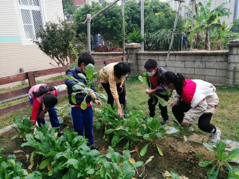 漾新聞|田寮區新興國小學生種蘿蔔義賣助公益