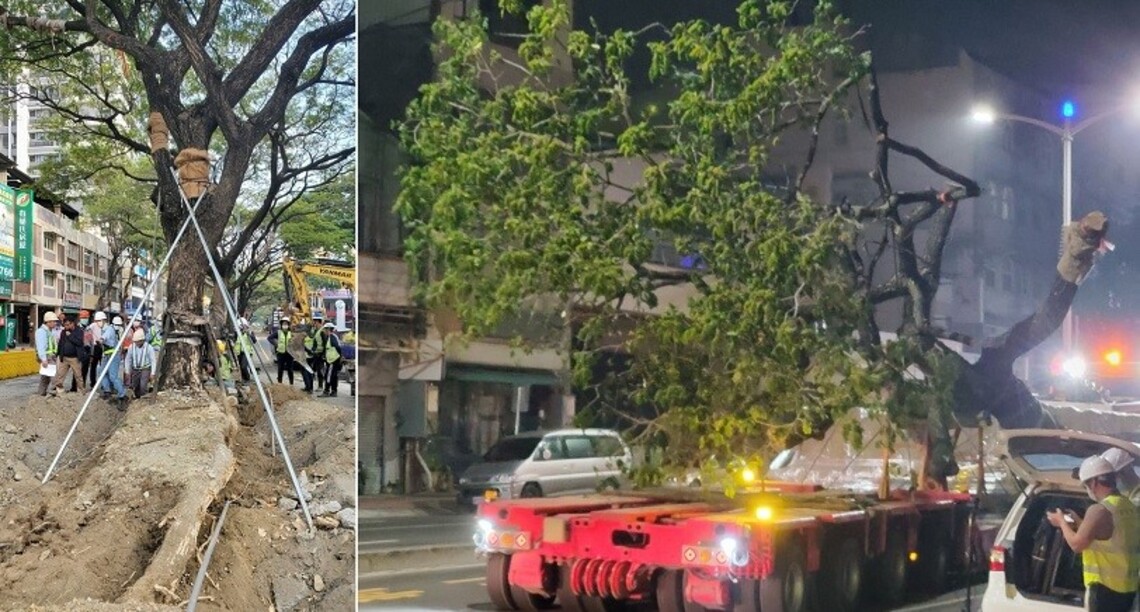 輕軌大順路段車站牴觸雨豆樹移植    市府邀請專家指導展現護樹之重視