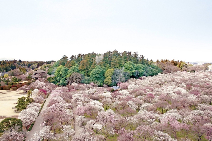 「水戶梅花祭」舉辦至今已有120年以上歷史。 圖:茨城縣/提供