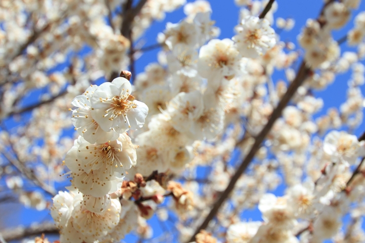 梅花梅酒我全都要!冬末春初必玩茨城水戶梅花祭