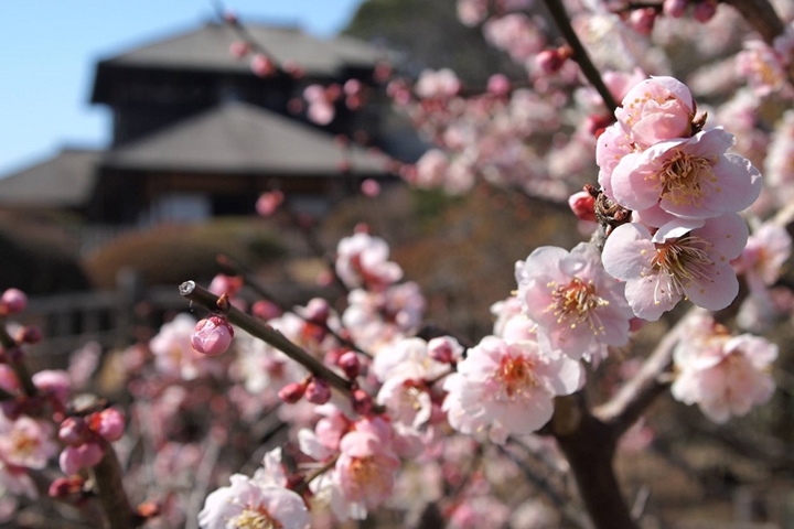 梅花梅酒我全都要!冬末春初必玩茨城水戶梅花祭