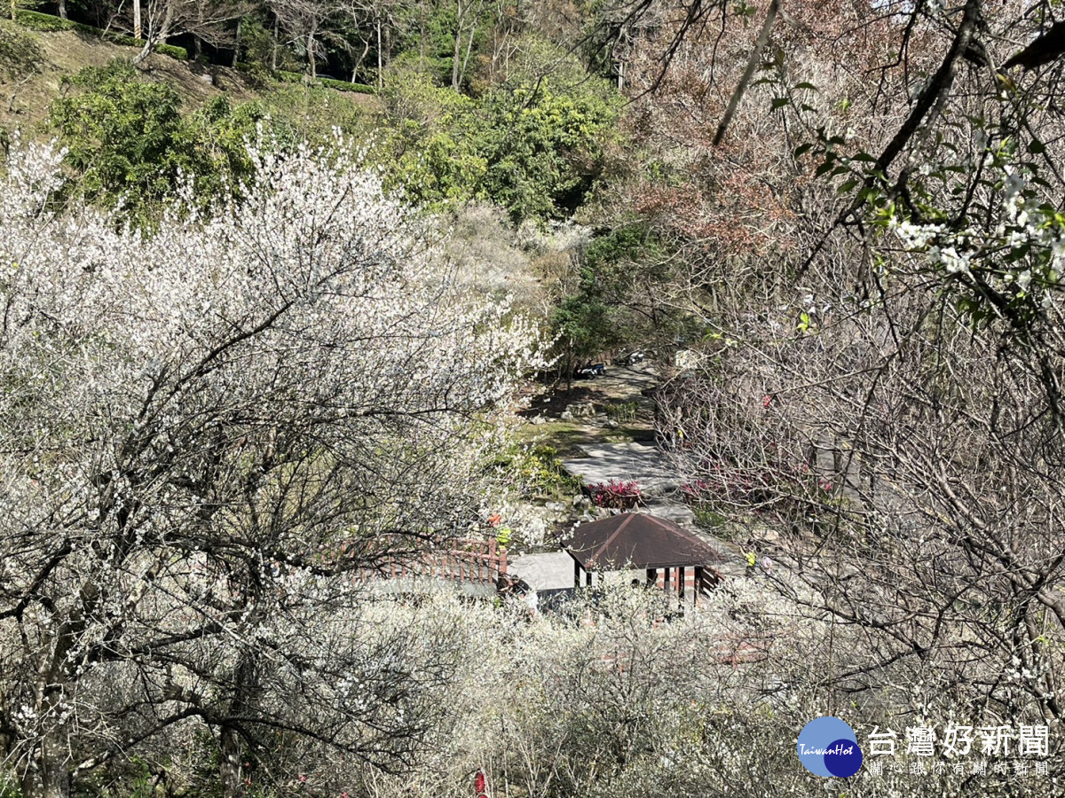 石門水庫種植的300棵低海拔略梅樹,梅花相繼綻放愈冷愈開花。