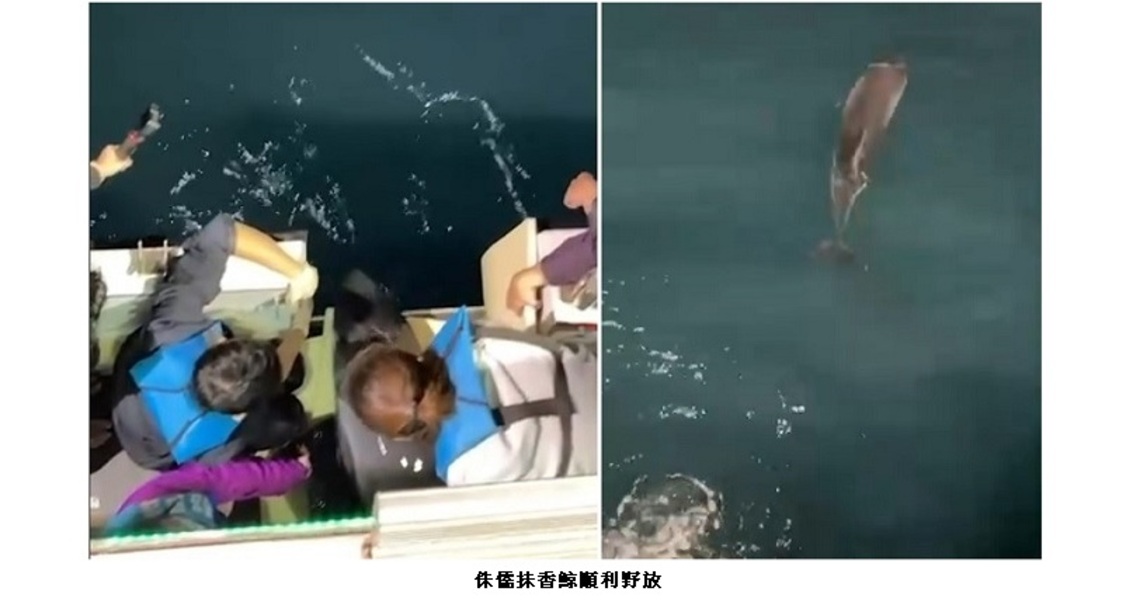 擱淺宜蘭岳明沙灘侏儒抹香鯨 今晨順利野放