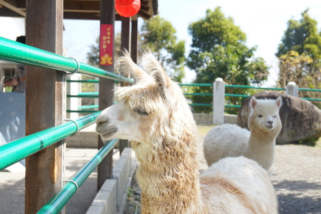 入住暢遊日式主題園區，近距離與萌寵互動餵食，享受春節連假走春的歡樂時刻。