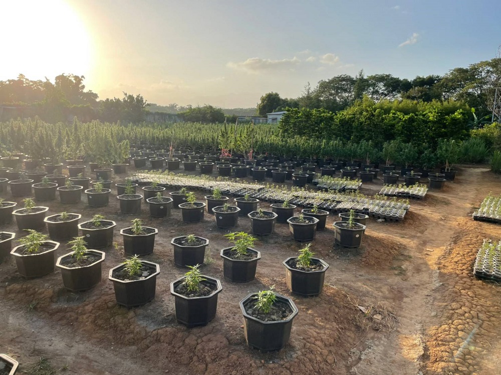 查獲栽種大麻案 刑事局溯源追出幫派成員與農業專家 117 2023011657