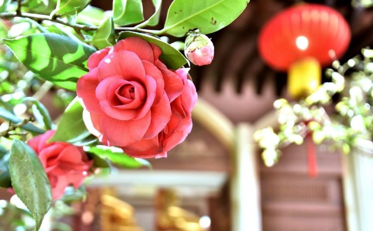 聖山寺山茶花,美不勝收。(圖/靈鷲山佛教教團 提供)