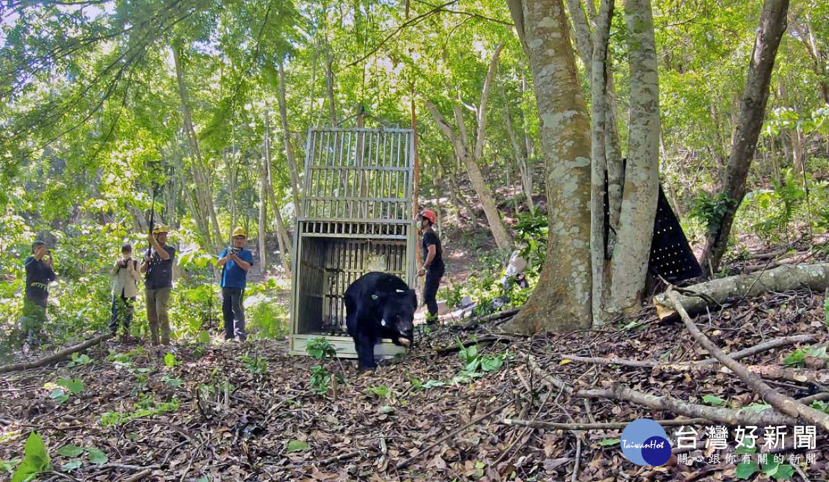 黑熊711野放出籠,由護管員鳴槍進行負面制約(避免黑熊過度親近人類)。(林務局東勢林區管理處提供)