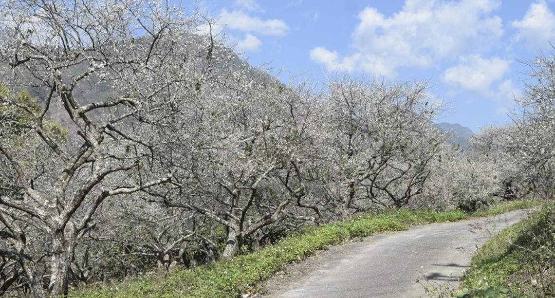 避開人潮車潮 南橫路上勤和梅花一樣有看頭