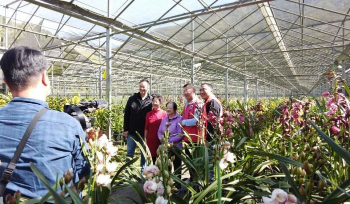 投縣魚池鄉虎頭蘭賀新年 買盆虎頭蘭福氣旺旺來