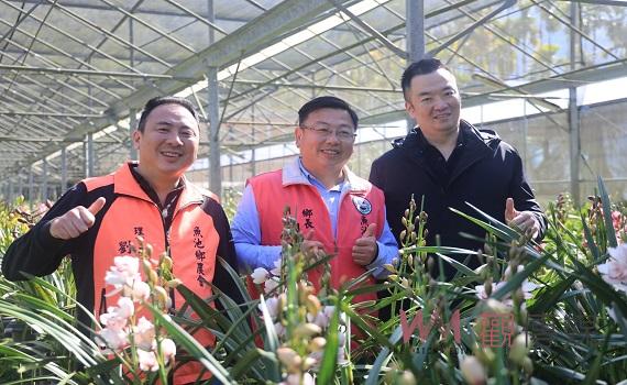 魚池鄉虎頭蘭賀新年 家中擺盆福氣旺旺來