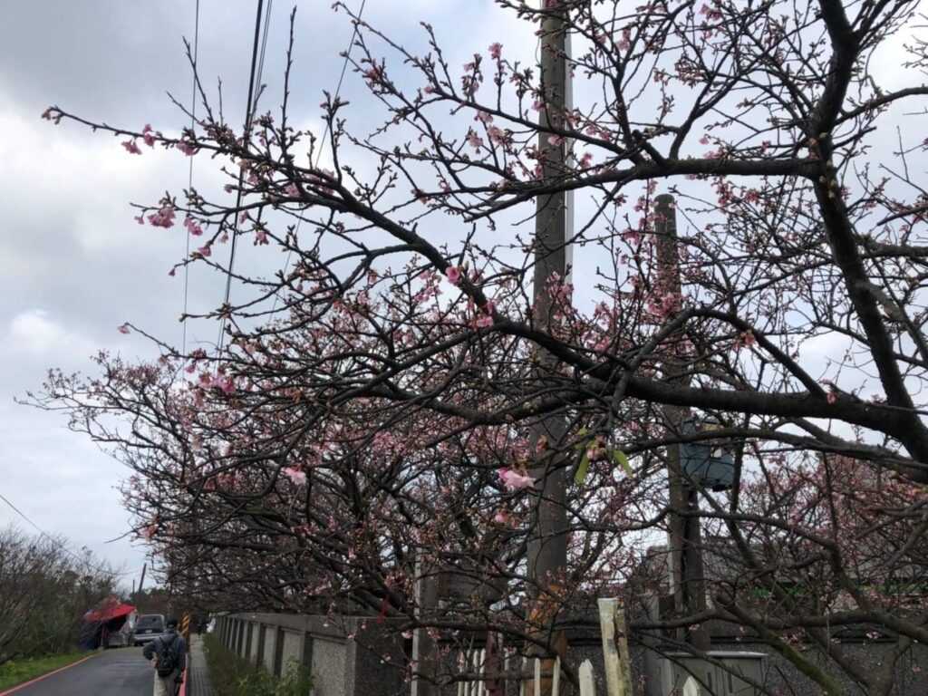 士林分局平菁街42巷前管制車輛進入
