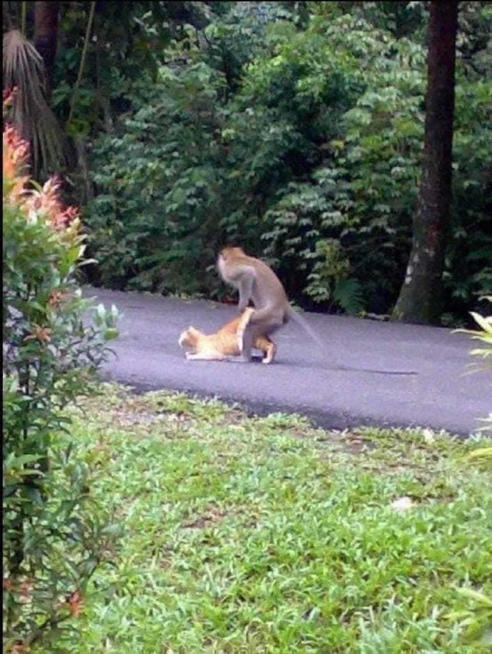 高雄壽山上發生一件重大事件
