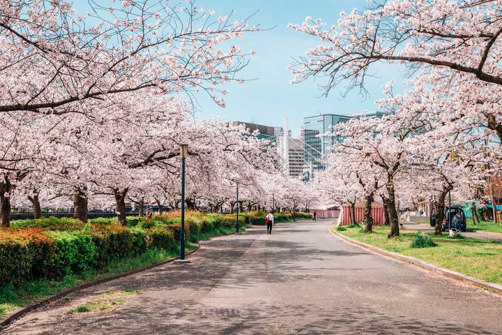 春日賞櫻趣／日、韓櫻花攻略這樣玩 享好禮雙重送