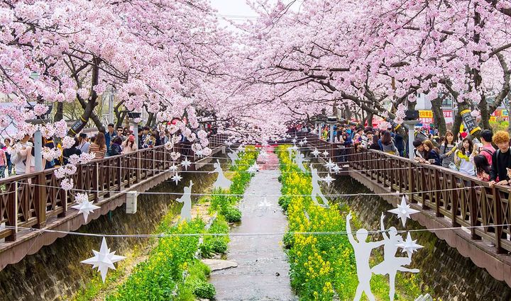 春日賞櫻趣／日、韓櫻花攻略這樣玩 享好禮雙重送