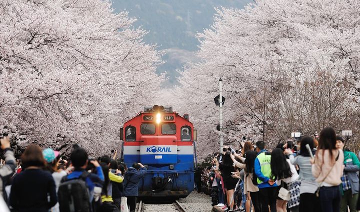 春日賞櫻趣／日、韓櫻花攻略這樣玩 享好禮雙重送