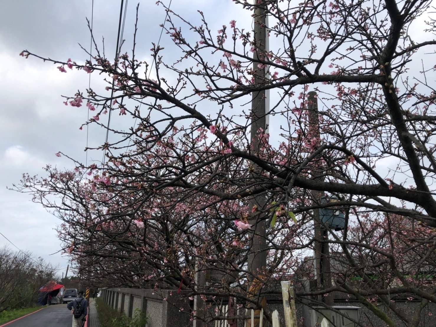 士林區賞櫻景點「平菁街櫻花巷」預期於今(112)年農曆春節前,緋寒櫻將會盛開迎春。(記者林艷林翻攝)