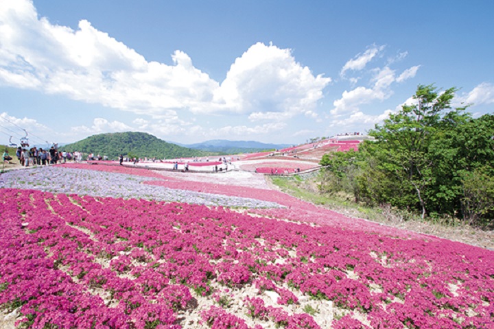 茶臼山高原的春天芝櫻非常有名,因應季節都有不同絕景可以欣賞。 圖:愛知縣東三河廣域觀光協議會/提供