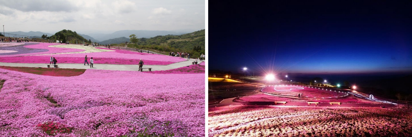 愛知縣最高峰絕景必看!茶臼山高原的紅葉和芝櫻不容錯過!