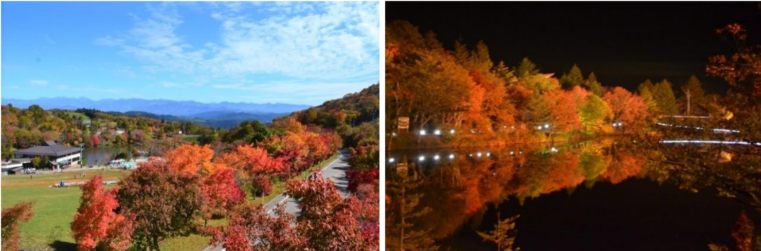 愛知縣最高峰絕景必看!茶臼山高原的紅葉和芝櫻不容錯過!