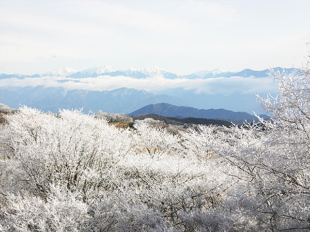 愛知縣最高峰絕景必看!茶臼山高原的紅葉和芝櫻不容錯過!
