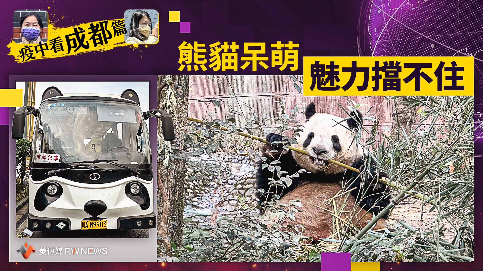 疫中看成都/訪天府之國熊貓故鄉 憂染疫緊繃情緒被療癒