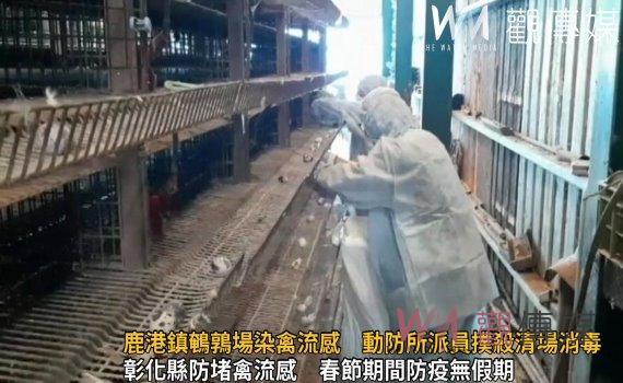 影/鹿港鎮鵪鶉場染禽流感 春節假期動物防疫所仍派員撲殺清場消毒