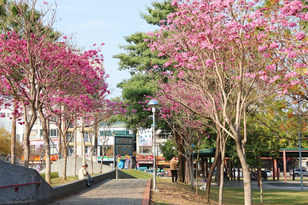 文化公園的風鈴木盛開