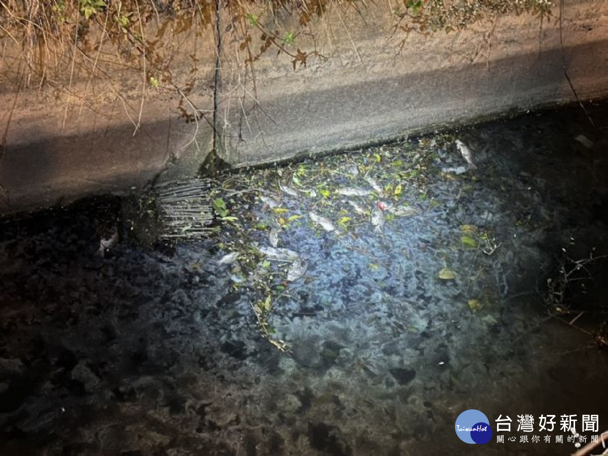 針對三本朵翼社區旁渠道至復旦路處出現零星死魚,環保局主動聯繫清理暴斃魚群,預計27日上午清除完畢。