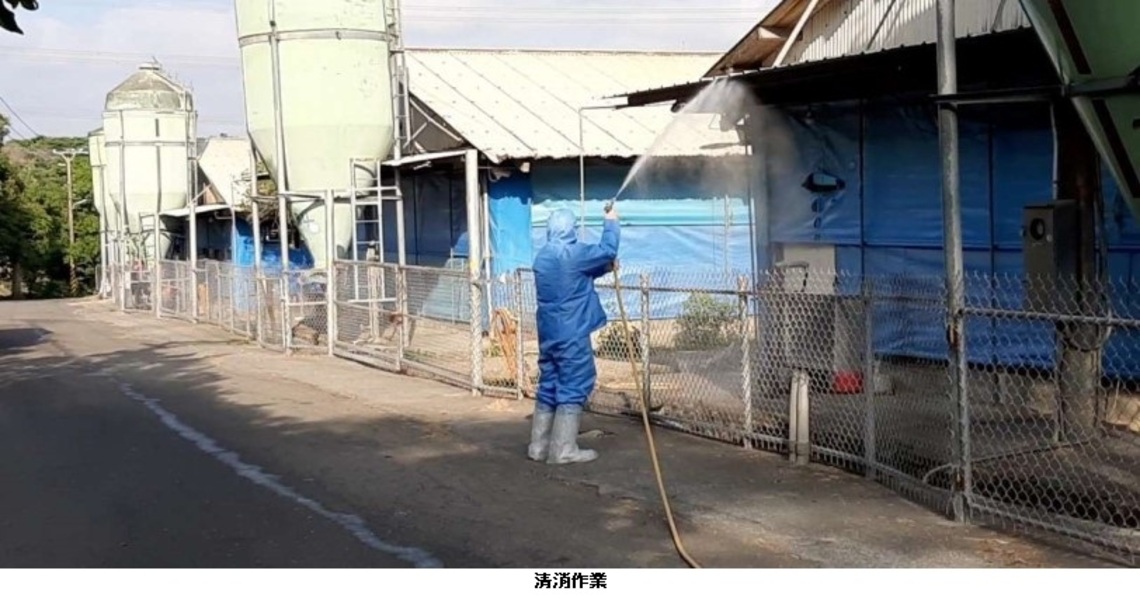 春節期間防疫工作不打烊 古坑鄉1土雞場確診禽流感進行撲殺清消